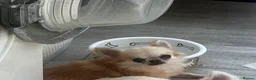 Chihuahua dogs for sale: Adorable little Chihuahua Puppies - Advert 3