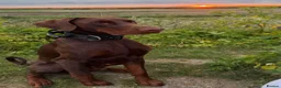 Dobermann dogs for sale: Reduced - Health Tested & Titled Quality Dobermans - Advert 20