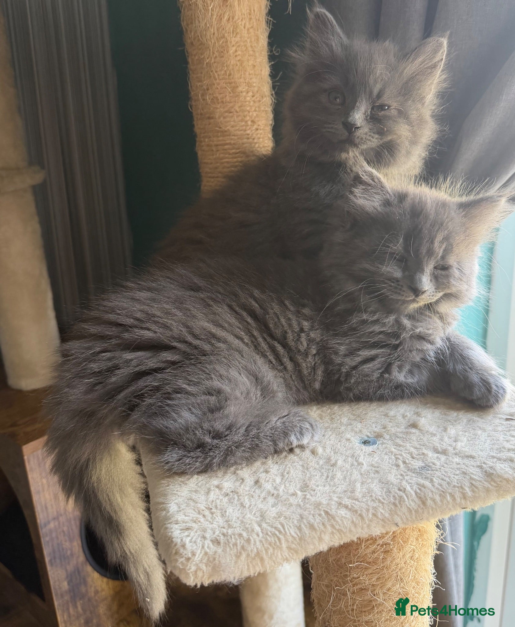 British Longhair cats Available now 3 Beautiful blue kittens  - Advert 17