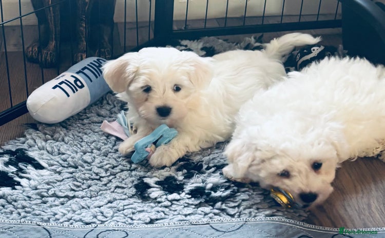 Mixed Breed dogs - Advert 2