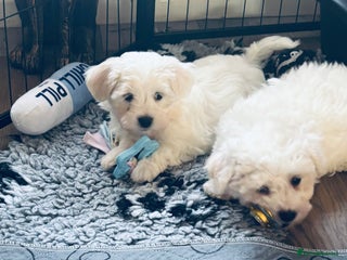 Mixed Breed dogs - Advert 2