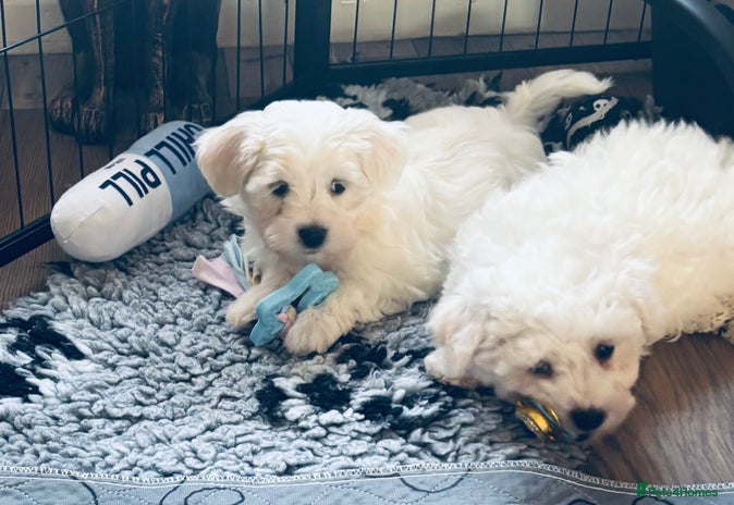 Mixed Breed dogs - Advert 2