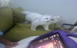 Persian cats for sale: PERSIAN CHINCHILLA - Image 4