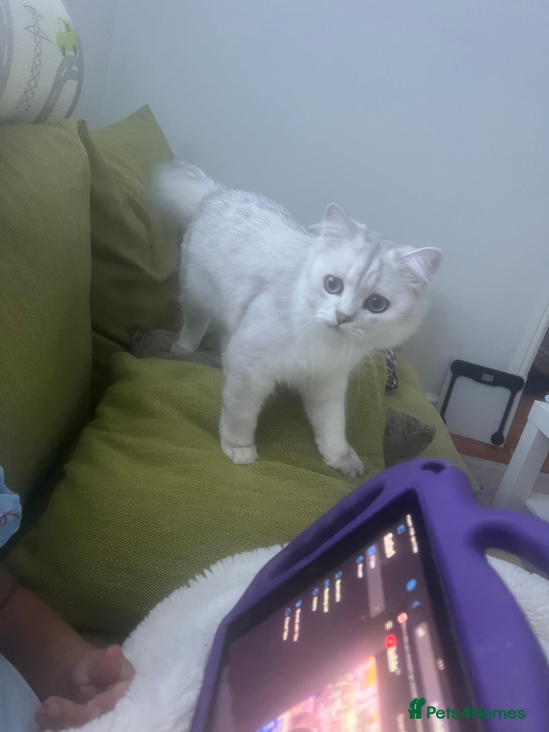 Persian cats for sale: PERSIAN CHINCHILLA - Image 4