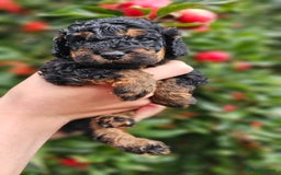 Cockapoo dogs for sale: F2 Cockapoo puppies for sale  - Image 34