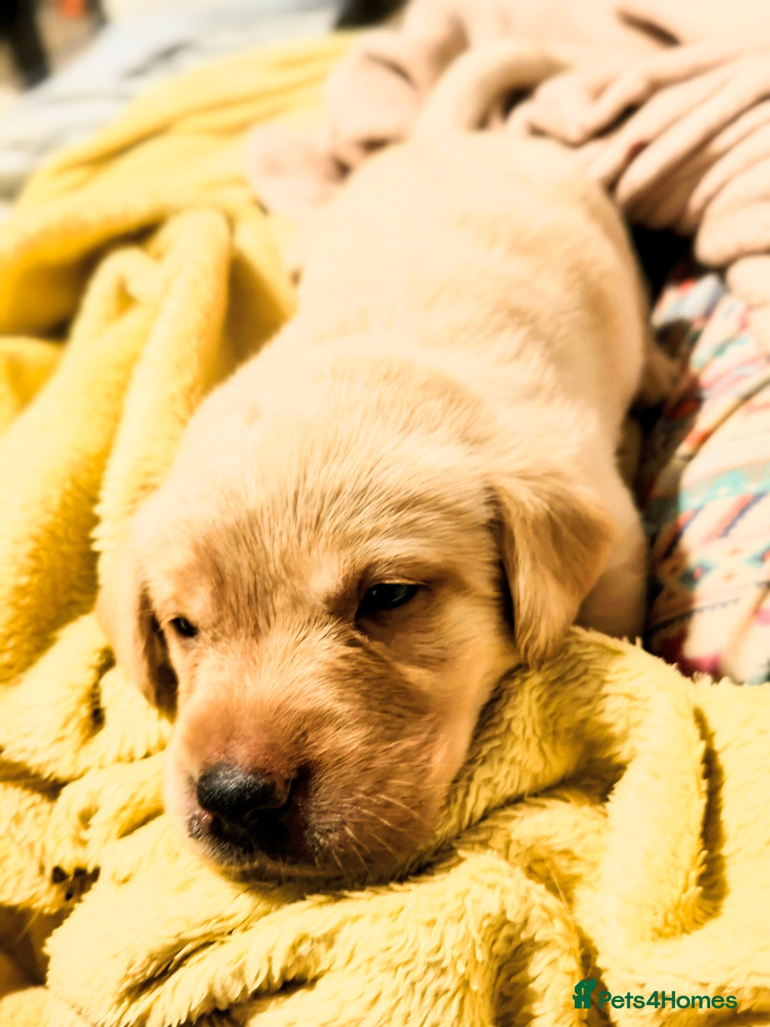 Labrador Retriever dogs for sale: Quality KC reg labs (Rare blue eyes!) - Advert 34