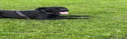 Cane Corso dogs for sale: X4 female cane corso  - Advert 18