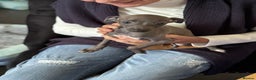 Italian Greyhound dogs for sale: Italian greyhound puppy - Advert 5