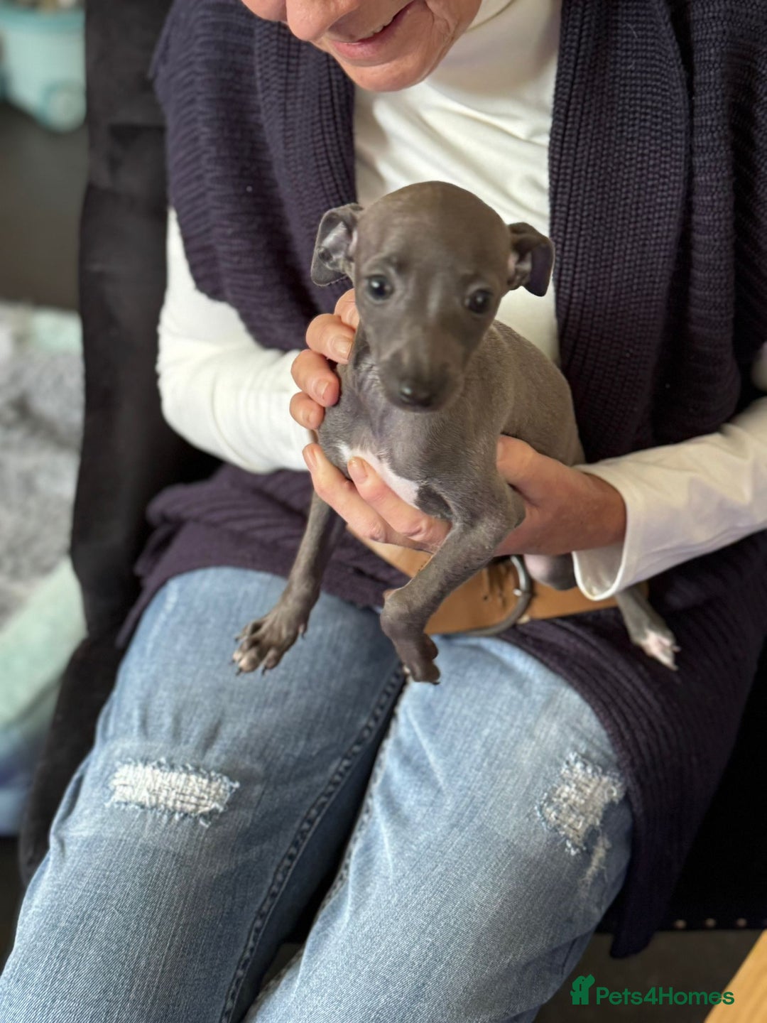 Italian Greyhound dogs for sale: Italian greyhound puppy - Advert 5