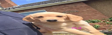 Goldador 4