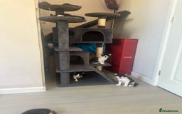 Domestic Shorthair cats for sale: Gorgeous traditional Black and white kittens  - Image 28