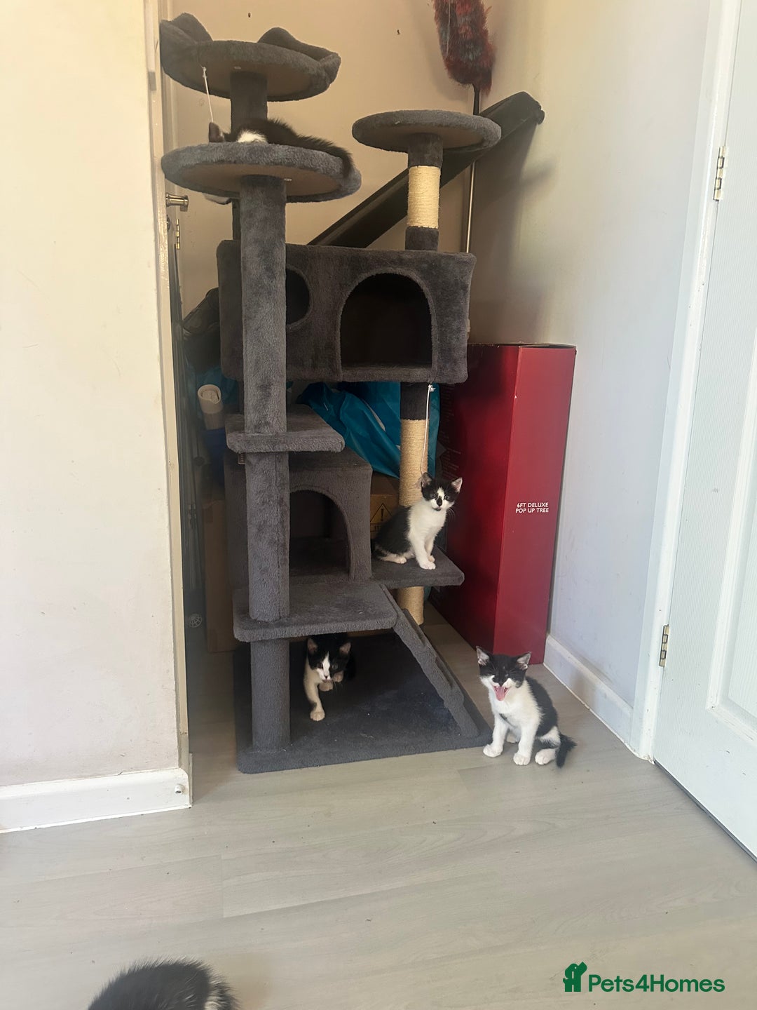Domestic Shorthair cats for sale: Gorgeous traditional Black and white kittens  - Image 28