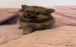 Pomeranian dogs for sale: 2 beautiful Pomeranian Puppy’s  - Image 16