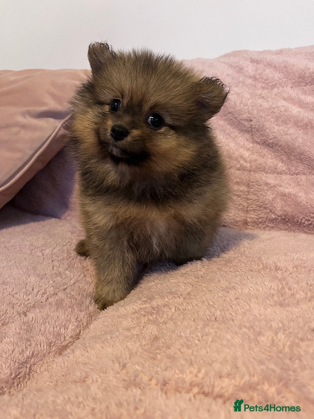 Pomeranian dogs for sale: 2 beautiful Pomeranian Puppy’s  - Image 16