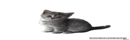 Mixed Breed cats for sale: Ragdoll cross mixed breed stunning kittens  - Advert 5