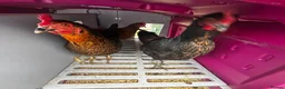 Chickens poultry for sale: 3 hens for sale - Advert 3