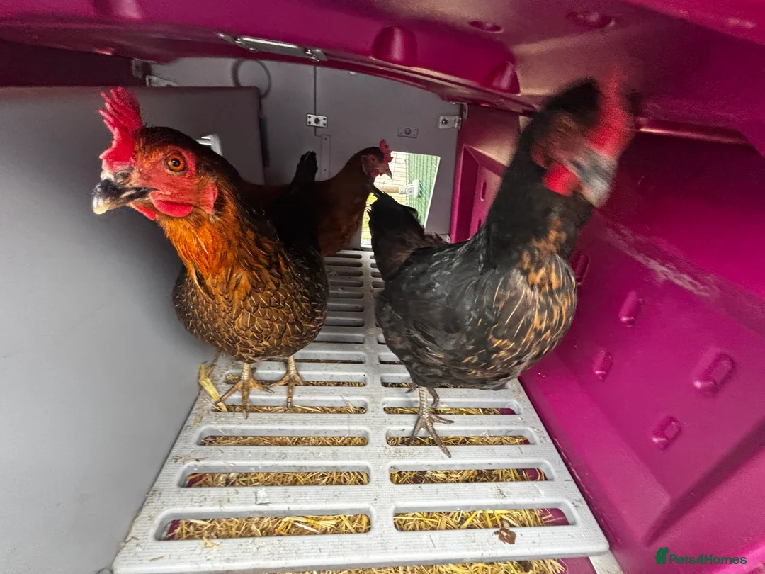 Chickens poultry for sale: 3 hens for sale - Advert 3