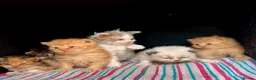 Selkirk Rex cats for sale: Beautiful Selkirk rex kitten  - Advert 6