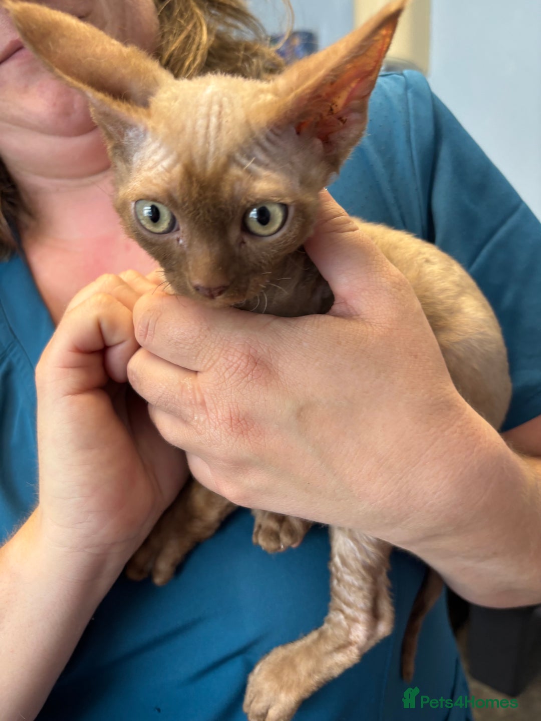 Devon Rex cats for sale: Devon Rex Kitten - Image 2