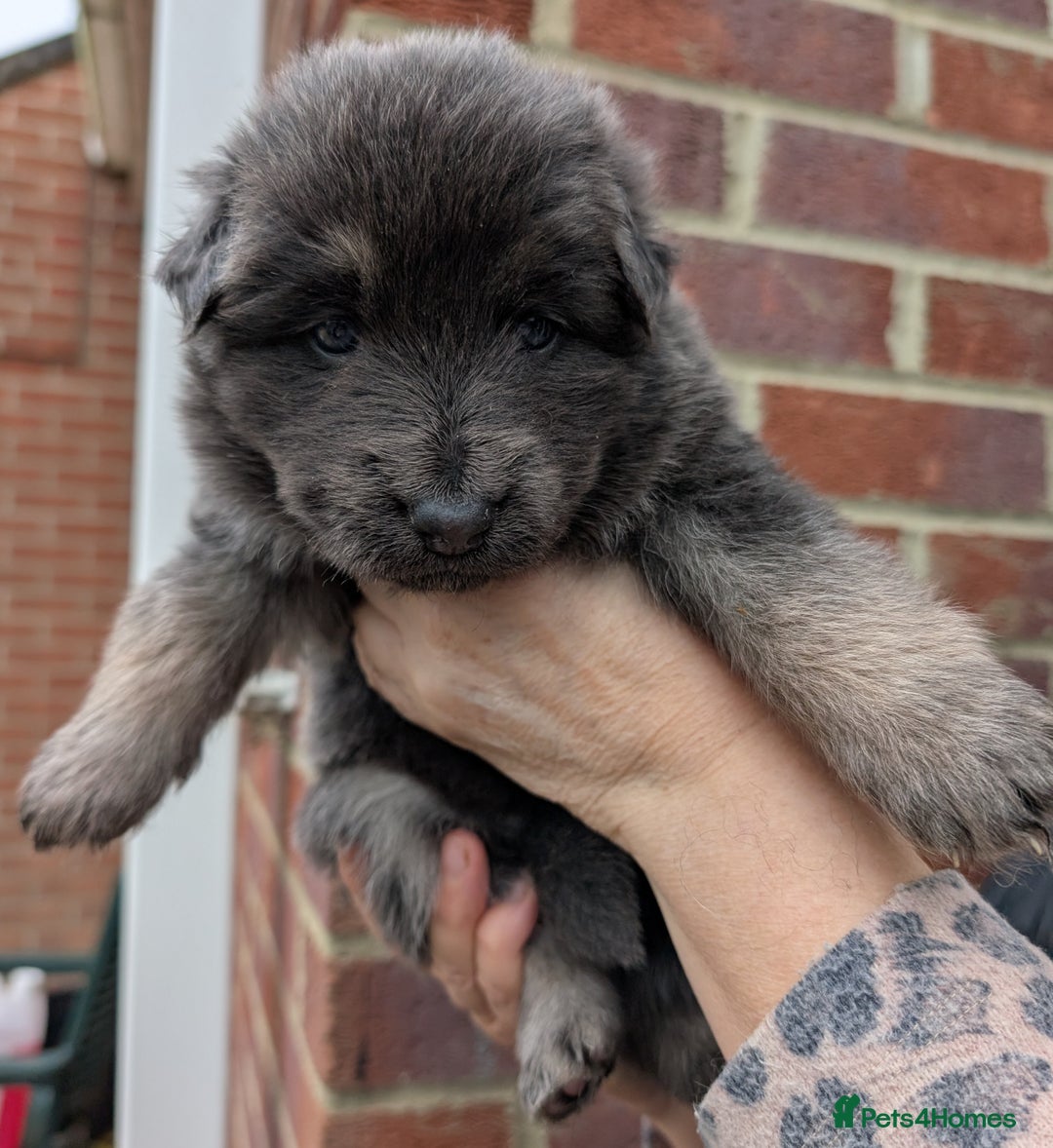 German Shepherd dogs for sale: Rare long-haired German shepherd puppies for sale - Advert 7