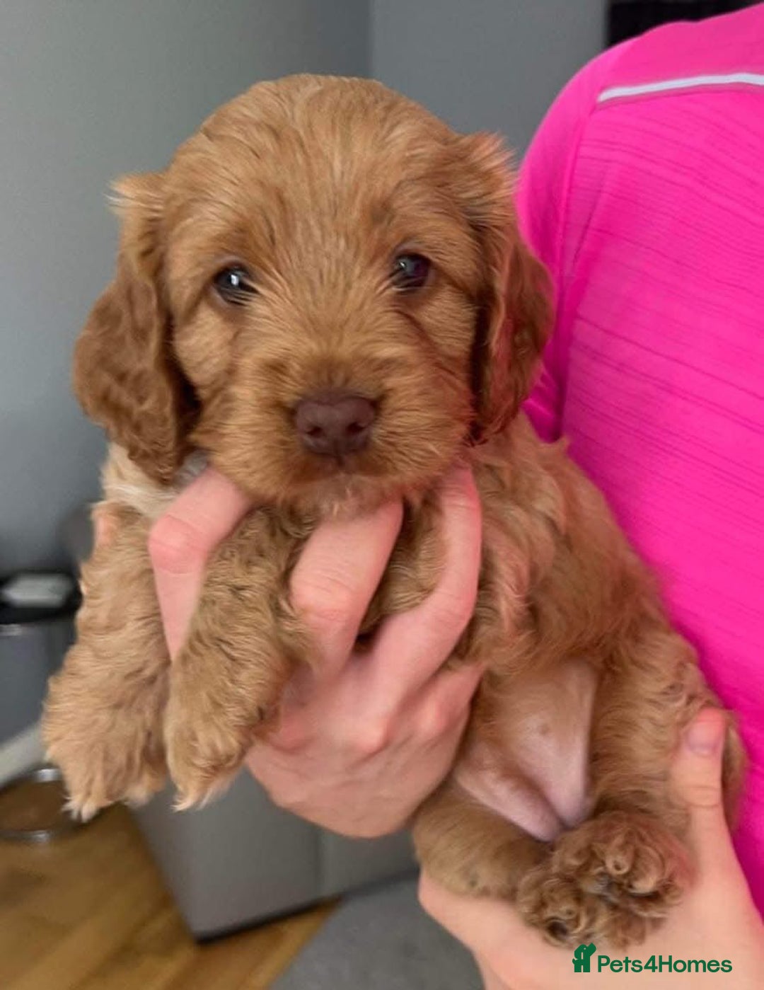 Cavapoo dogs for sale: Cavapoo puppies  - Advert 4