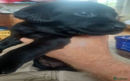 Labrador Retriever dogs for sale: Field trial working Labrador puppies  - Image 7