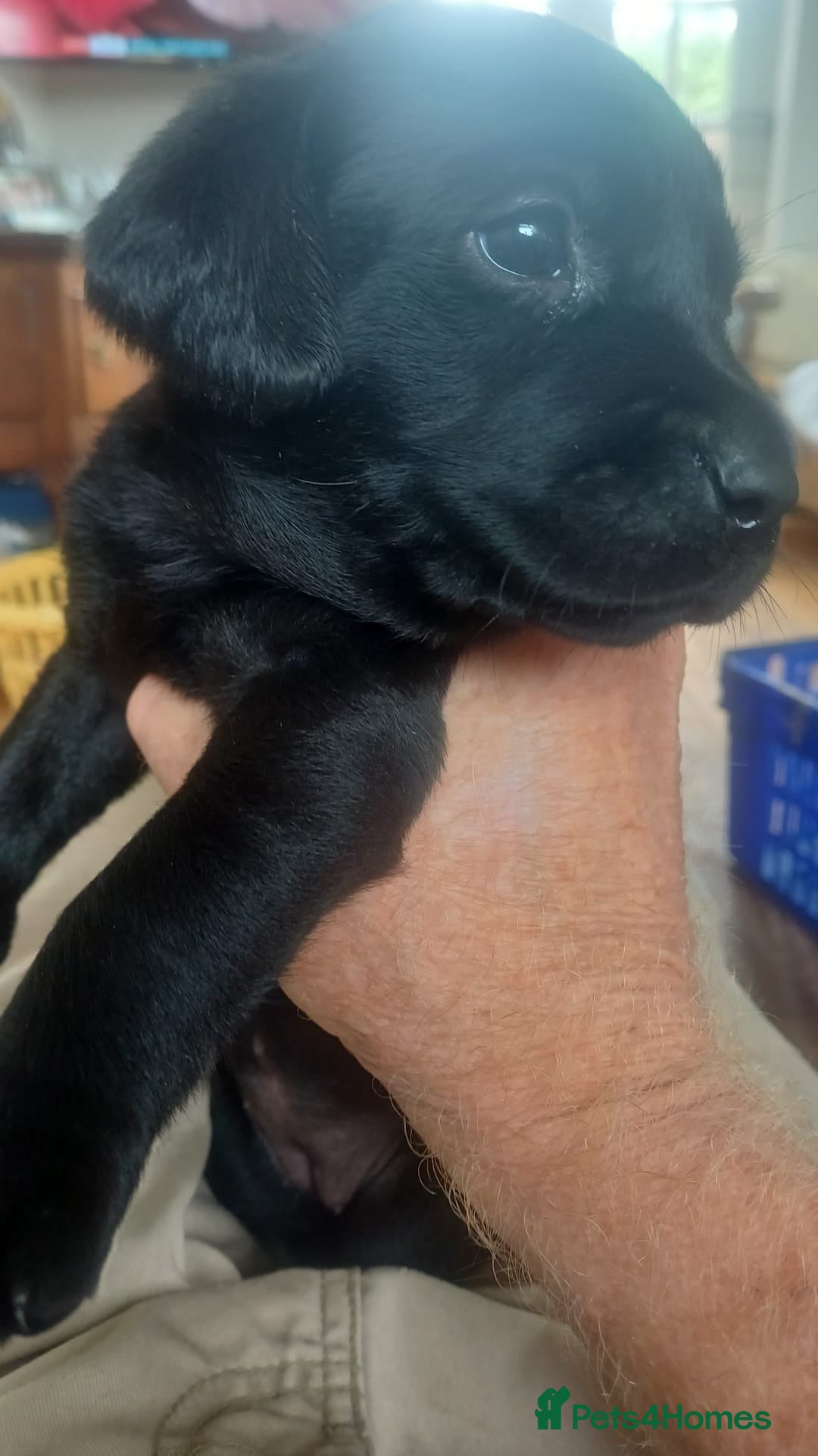 Labrador Retriever dogs for sale: Field trial working Labrador puppies  - Image 7