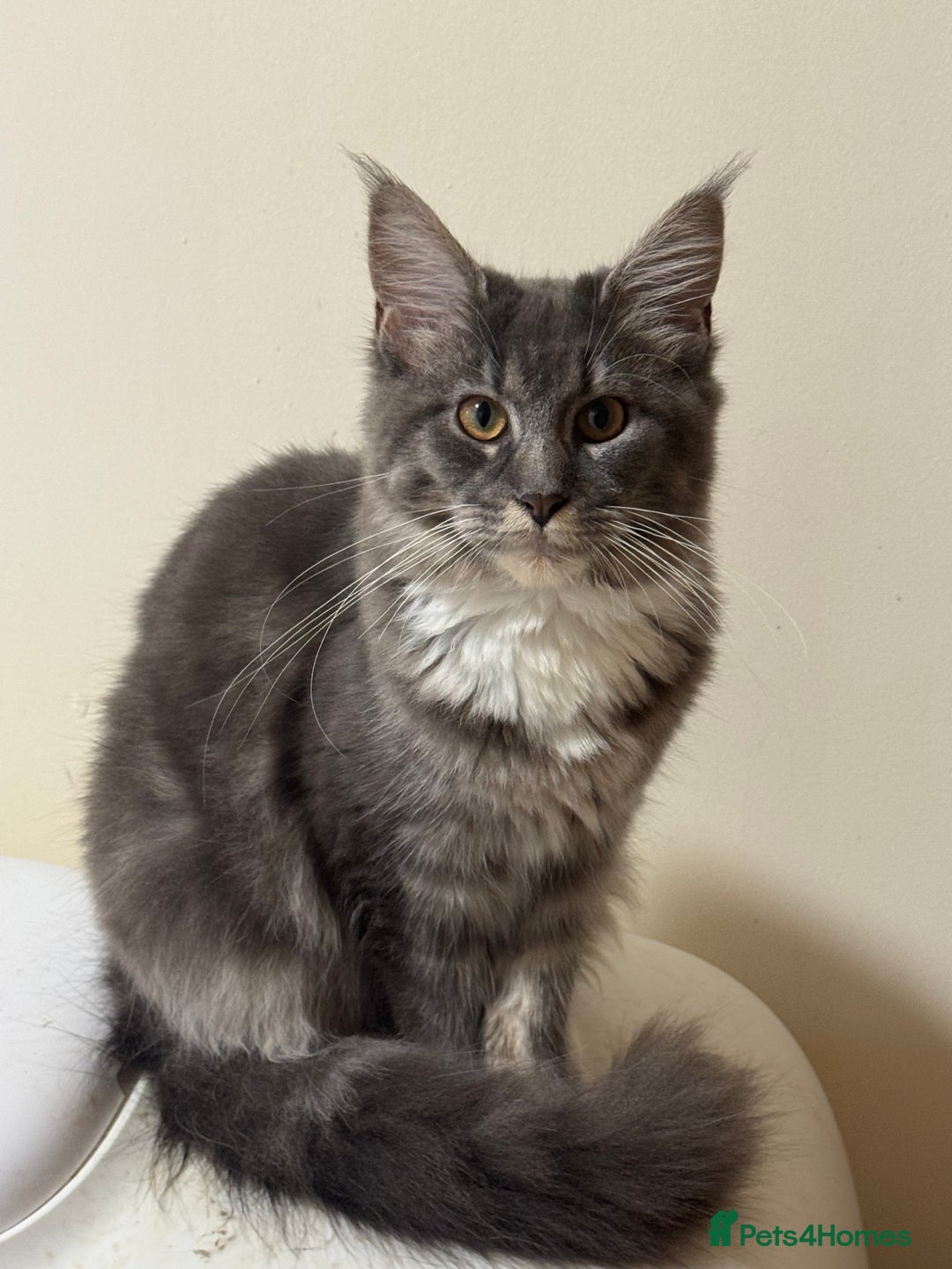 Maine Coon cats for sale: Price reduced   PEDIGREE MAINECOON KITTENS  - Image 20