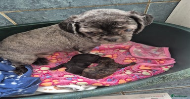 Shihpoo dogs - Advert 11