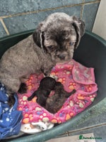 Shihpoo dogs - Advert 4