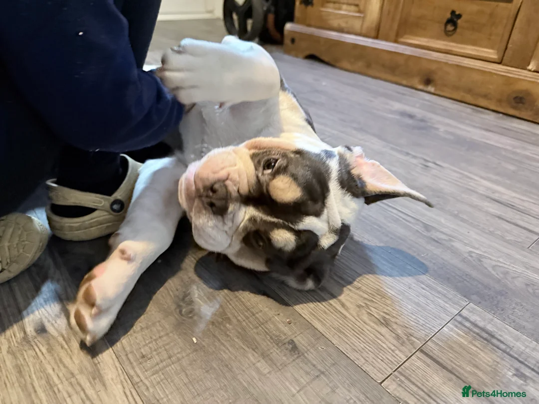 Mixed Breed dogs for sale: Bailey+Bella - Advert 17