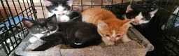 Mixed Breed cats for sale: Mixed breed kittens. - Advert 4