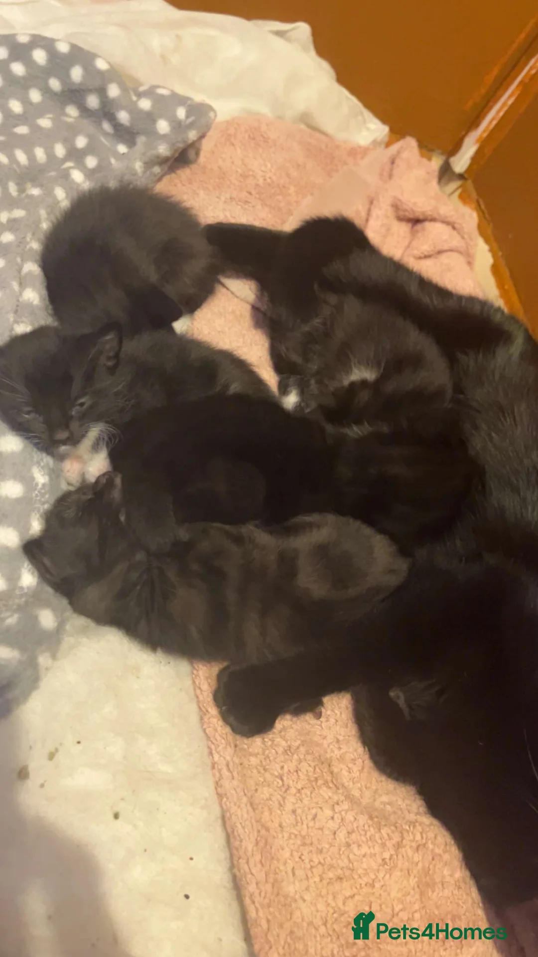 Mixed Breed cats for sale: kittens - Advert 3