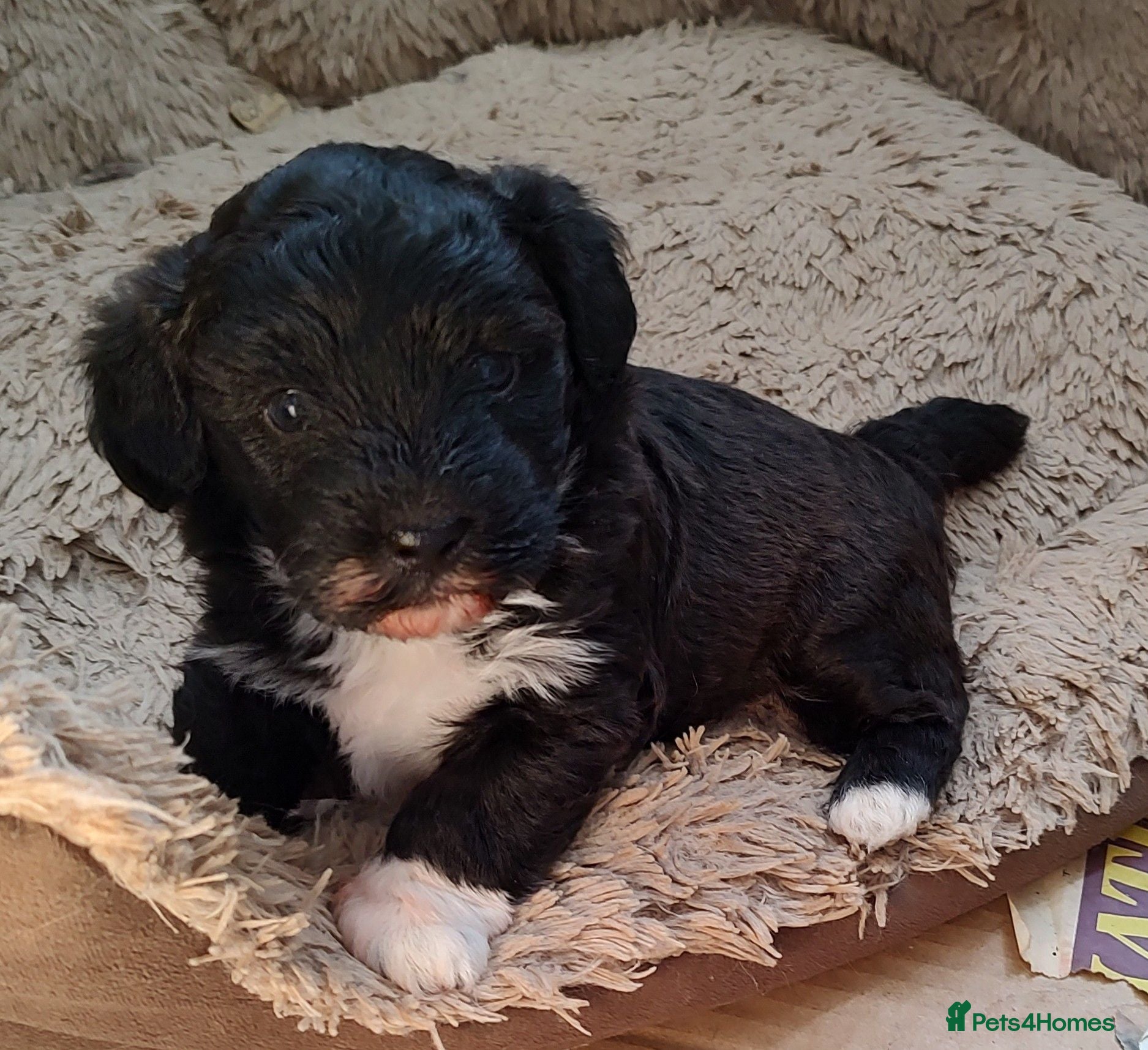 Lhasapoo dogs Lhasapoo puppy ***stunning little boy *** - Advert 6
