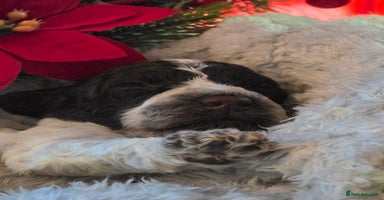 Cockapoo dogs - Advert 9