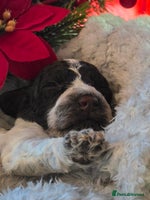 Cockapoo dogs - Advert 9