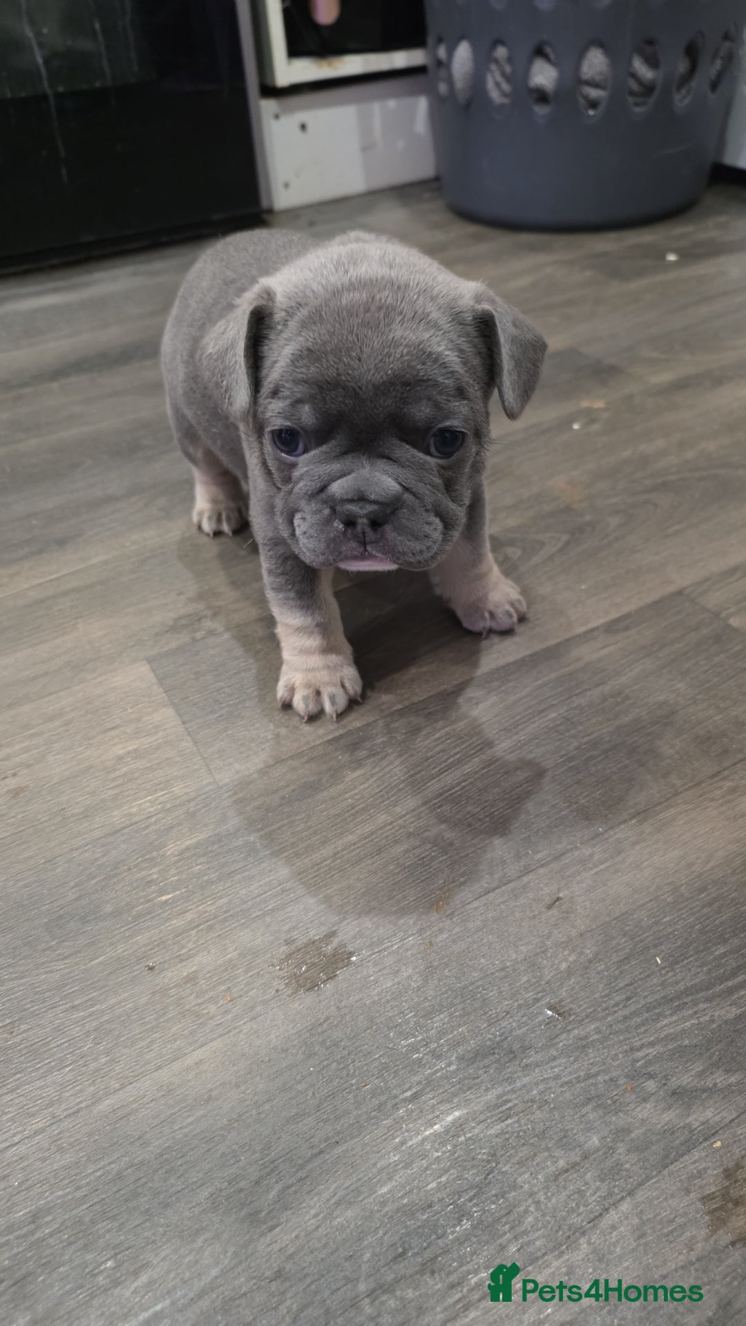 French Bulldog dogs for sale: Chunky French bulldog - Advert 2