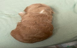 Cockapoo dogs for sale: F2 Cockapoo’s - Image 15