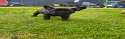 French Bulldog dogs for sale: "Last French Bulldog Puppy Available – Ready Now - Advert 4