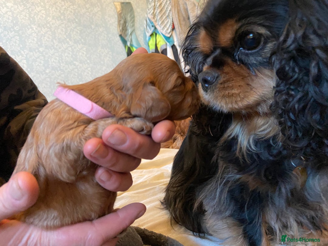 Cavapoo dogs for sale: Last 2 A1 Ruby/red Christmas Cavapoos 07816222523 in Derby - Image 10