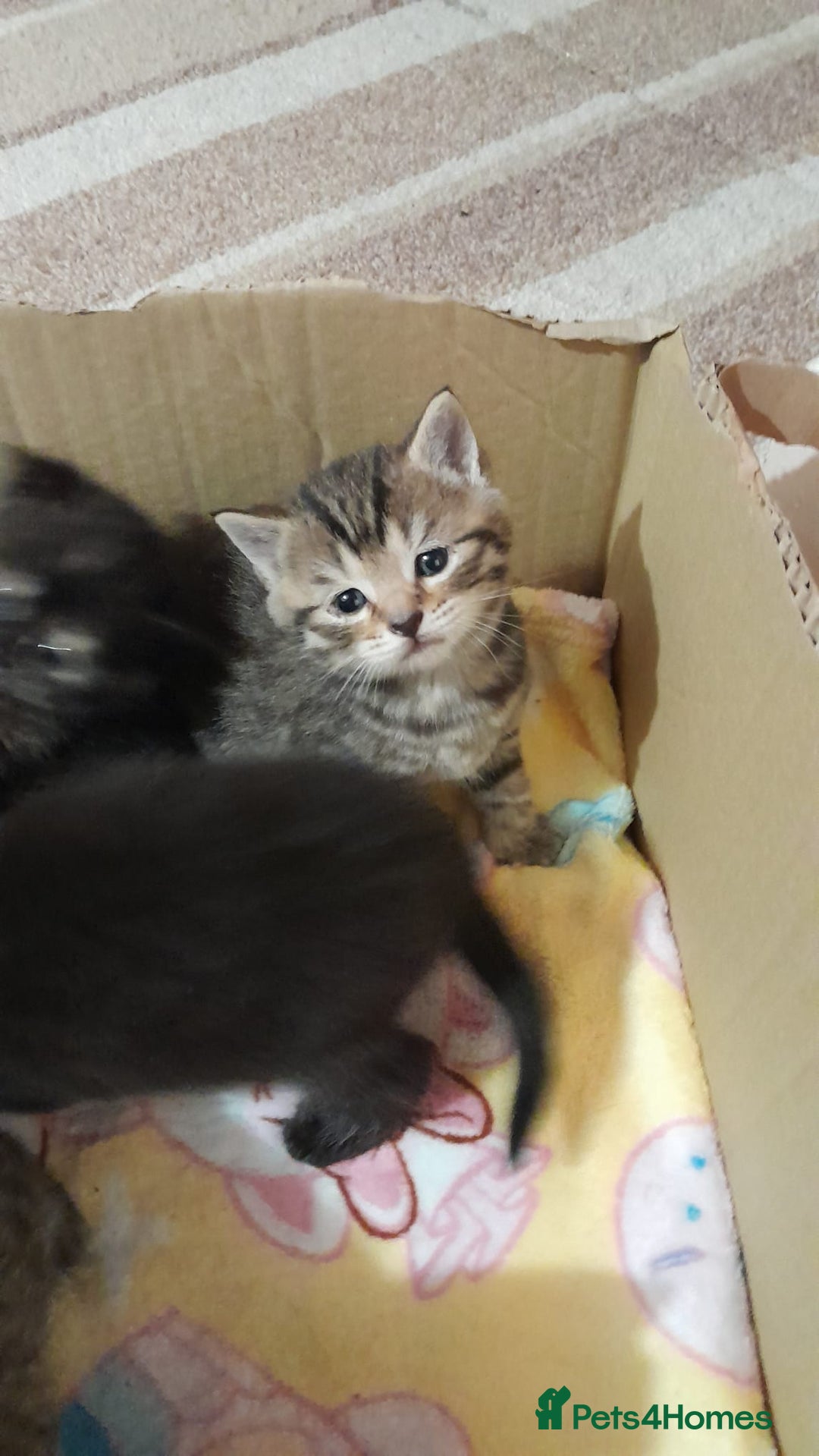 Mixed Breed cats for sale: Gorgeous tabbies/tortie from British shorthair mum - Advert 3