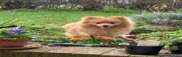 Pomeranian dogs for sale: Pomeranian puppies (Spitz) - Advert 11