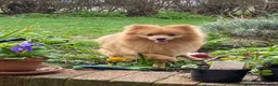 Pomeranian dogs for sale: Pomeranian puppies (Spitz) - Advert 11