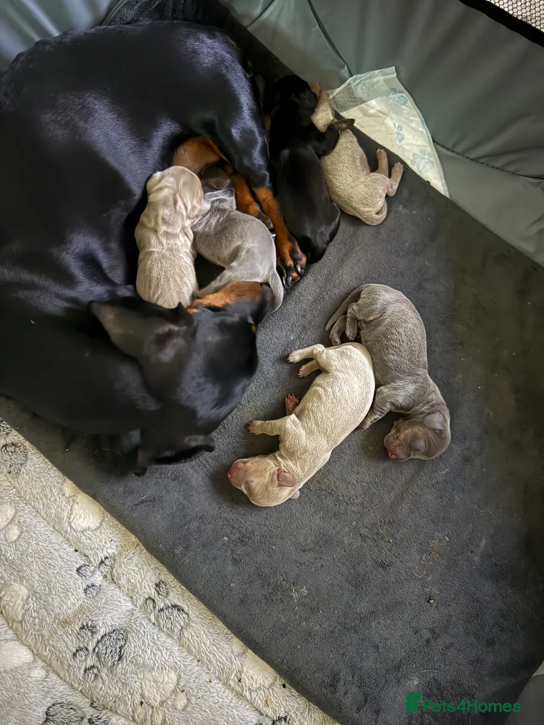 Miniature Dachshund dogs for sale: Tiny miniature dachshund  - Advert 2