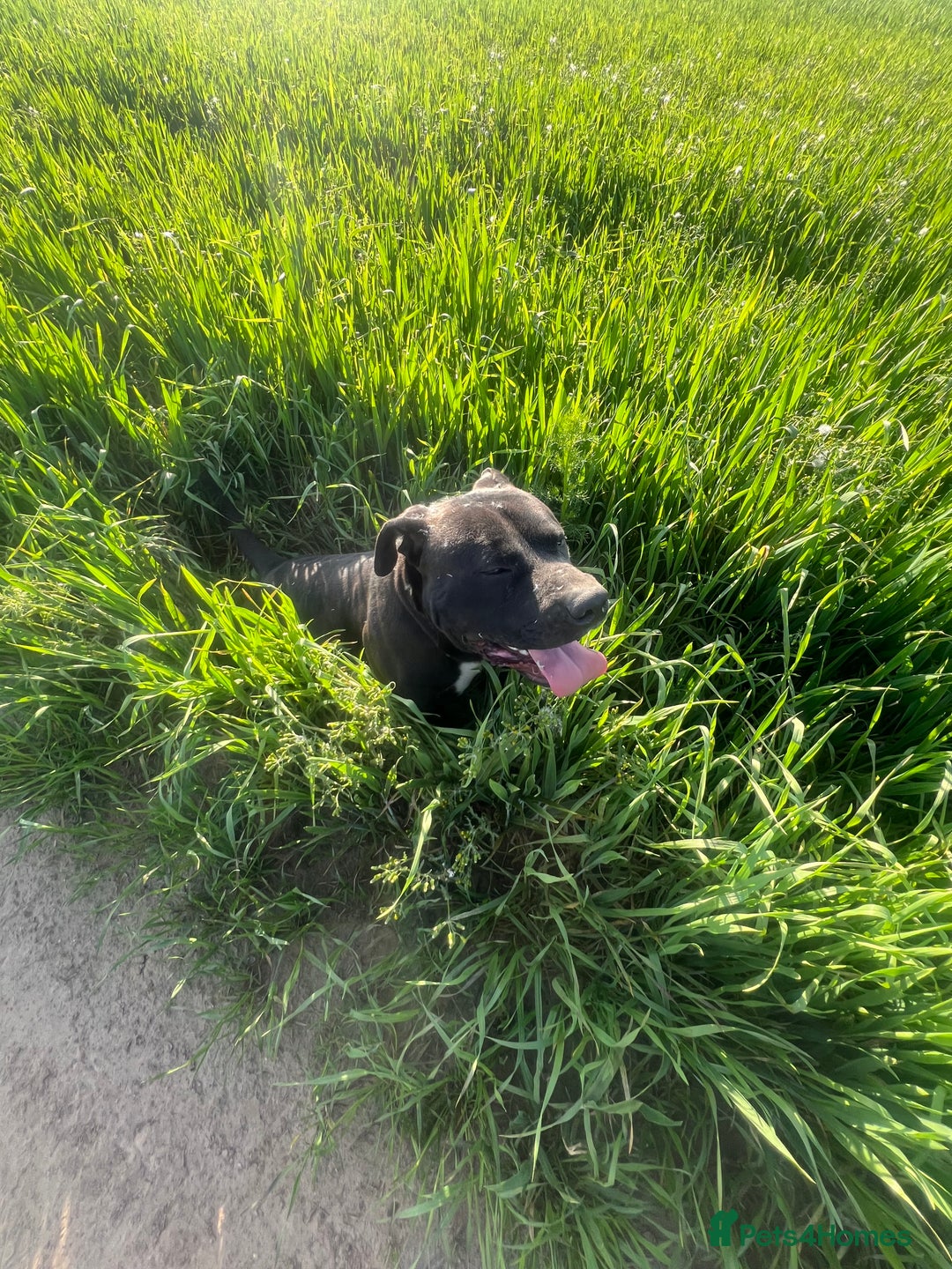 Mixed Breed dogs for sale: Beautiful black and white mixed bully  - Image 9