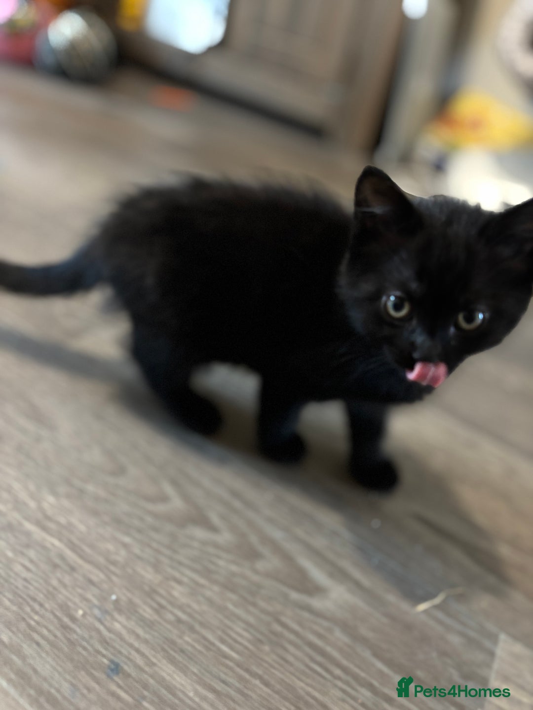 Mixed Breed cats for sale: Ragdoll/domestic shorthair  - Image 16