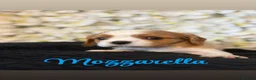 Cavalier King Charles Spaniel dogs for sale: Last one - Ready to go - Beautiful KC Registered  - Advert 8