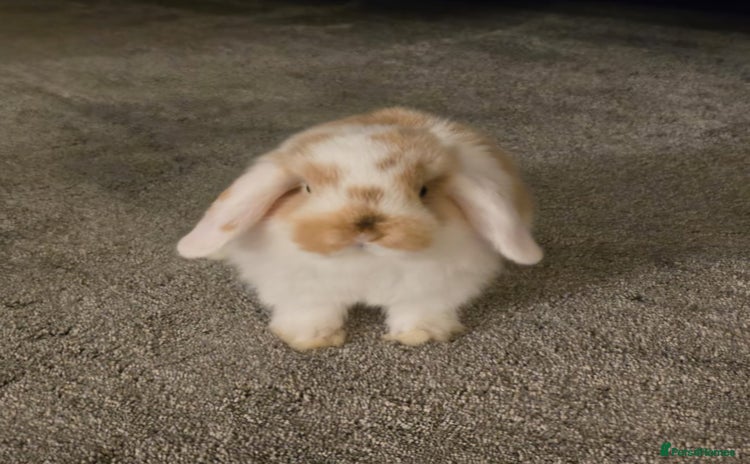 Mini Lop rabbits - Advert 6