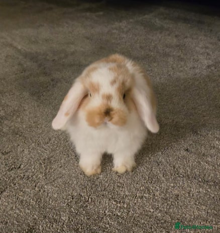 Mini Lop rabbits - Advert 6