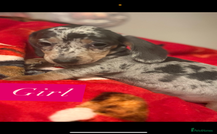 Miniature Dachshund dogs Miniature dachshund puppies for sale  - Advert 6